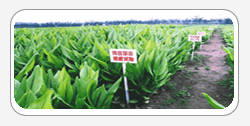Curcuma
