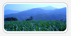 Curcuma