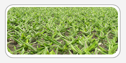 Curcuma