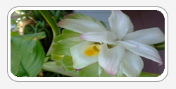 Curcuma