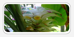 Curcuma