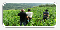 Curcuma