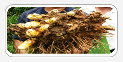 Curcuma