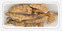 Curcuma