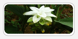 Curcuma