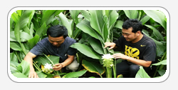 Curcuma